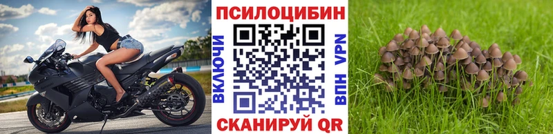 kraken онион  Пучеж  Псилоцибиновые грибы Psilocybine cubensis 